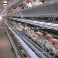 Multi layers stainless galvanized chicken cages for large scale farming